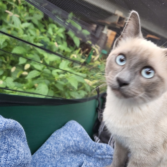 Meet your Posher, lullabize - Picture 1 of 1